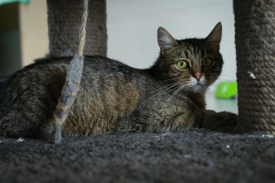 Взять кота Канцлер из приюта в дар #1672988989 Бирюлево