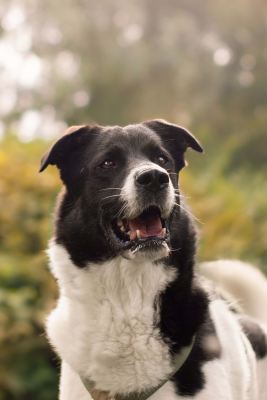 Взять собаку Кинай из приюта в дар в Бирюлево Взять собаку Кинай из приюта в дар #1655466246 Бирюлево