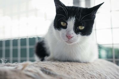 Взять кошку Кисточка из приюта в дар Бирюлево