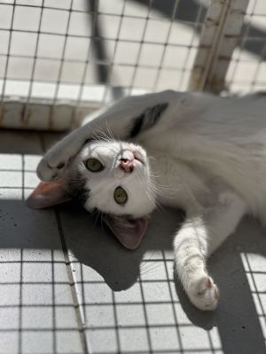 Взять котят из приюта Бирюлево в дар в Бирюлево Взять котят из приюта Бирюлево в дар #1993851487 Бирюлево