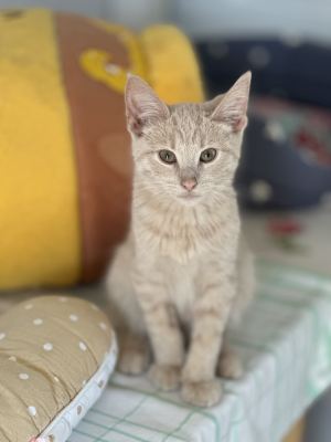 Взять котят из приюта Бирюлево в дар Бирюлево