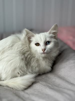 Взять котят из приюта Бирюлево в дар в Бирюлево Взять котят из приюта Бирюлево в дар #169652488 Бирюлево