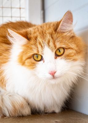 Взять кота Левкин из приюта в дар #2097546339 Бирюлево