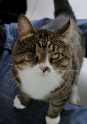 Взять кота Лукум из приюта в дар Бирюлево