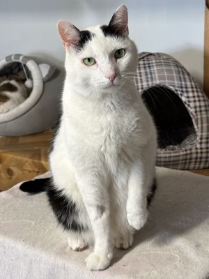 Взять кота Маэстро из приюта в дар Бирюлево