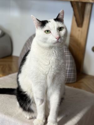 Взять кота Маэстро из приюта в дар в Бирюлево Взять кота Маэстро из приюта в дар #227226308 Бирюлево