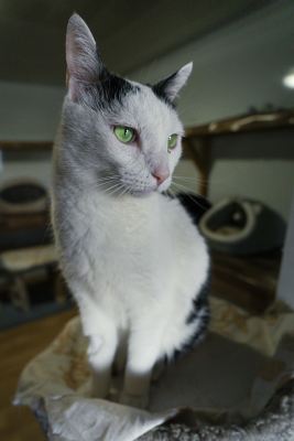 Взять кота Маэстро из приюта в дар в Бирюлево Взять кота Маэстро из приюта в дар #1130086625 Бирюлево
