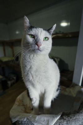 Взять кота Маэстро из приюта в дар в Бирюлево Взять кота Маэстро из приюта в дар #214111822 Бирюлево