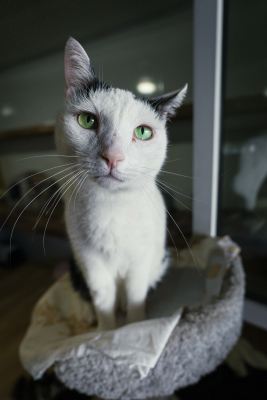 Взять кота Маэстро из приюта в дар в Бирюлево Взять кота Маэстро из приюта в дар #1601399507 Бирюлево