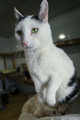 Взять кота Маэстро из приюта в дар в Бирюлево Взять кота Маэстро из приюта в дар #1080515448 Бирюлево