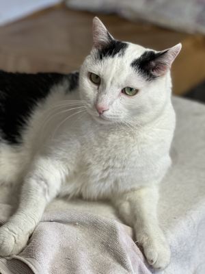 Взять кота Маэстро из приюта в дар в Бирюлево Взять кота Маэстро из приюта в дар #1878914021 Бирюлево