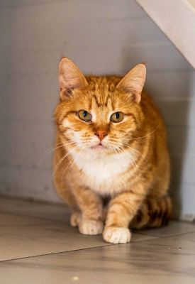 Взять кота Медовик из приюта в дар в Бирюлево Взять кота Медовик из приюта в дар #661521291 Бирюлево