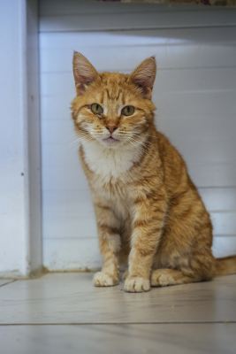 Взять кота Медовик из приюта в дар в Бирюлево Взять кота Медовик из приюта в дар #2126213164 Бирюлево