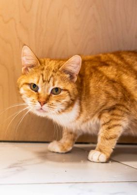 Взять кота Медовик из приюта в дар в Бирюлево Взять кота Медовик из приюта в дар #454446939 Бирюлево
