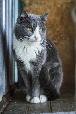 Взять кошку Мила из приюта в дар в Бирюлево Взять кошку Мила из приюта в дар #1504878198 Бирюлево