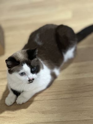 Взять кошку Мисс Марпл из приюта в дар #1591726853 Бирюлево