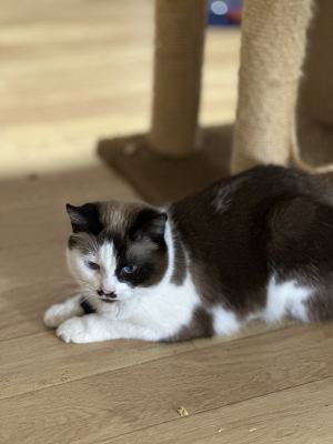 Взять кошку Мисс Марпл из приюта в дар #569290304 Бирюлево