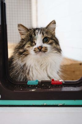 Взять кошку Моцарелла из приюта в дар в Бирюлево Взять кошку Моцарелла из приюта в дар #1438230145 Бирюлево