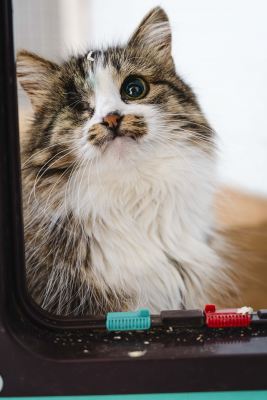 Взять кошку Моцарелла из приюта в дар в Бирюлево Взять кошку Моцарелла из приюта в дар #151217648 Бирюлево