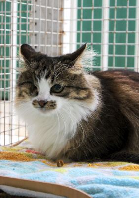 Взять кошку Моцарелла из приюта в дар в Бирюлево Взять кошку Моцарелла из приюта в дар #212715556 Бирюлево