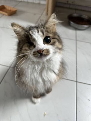 Взять кошку Моцарелла из приюта в дар в Бирюлево Взять кошку Моцарелла из приюта в дар #1637693561 Бирюлево