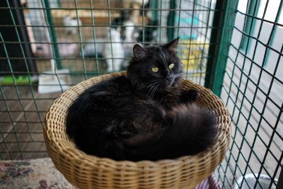 Взять кота Норис из приюта Бирюлево в добрые руки  #850642745 Бирюлево