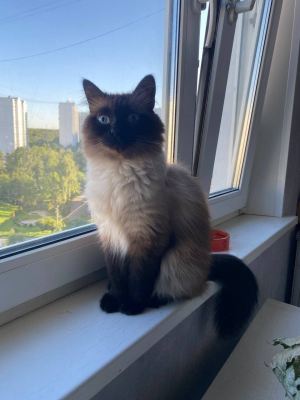 Кот Марк из приюта Бирюлево нашел дом #114957243 Бирюлево