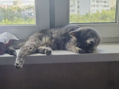 Кошка Джили из приюта Бирюлево нашла дом #2142630633 Бирюлево