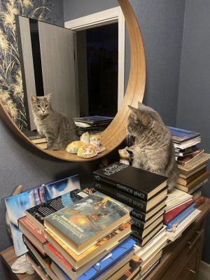 Кошка Джили из приюта Бирюлево нашла дом #442376715 Бирюлево
