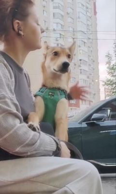 Щенок Нами из приюта Бирюлево нашла дом #343740269 Бирюлево
