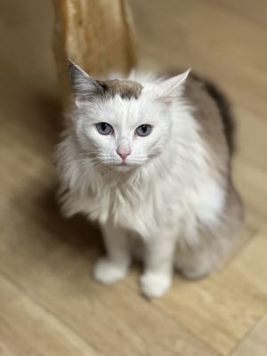 Взять кошку Ряженка из приюта в дар в Бирюлево Взять кошку Ряженка из приюта в дар #1771002894 Бирюлево
