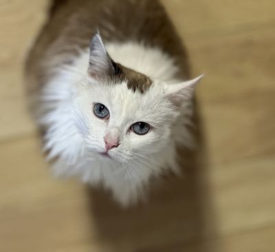 Взять кошку Ряженка из приюта в дар в Бирюлево Взять кошку Ряженка из приюта в дар #605525232 Бирюлево