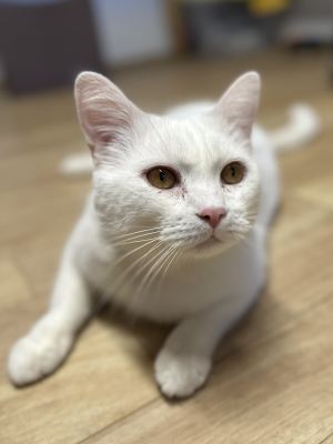 Взять кота Сахар из приюта в дар #1615138971 Бирюлево