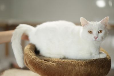 Взять кота Сахар из приюта в дар #487951289 Бирюлево