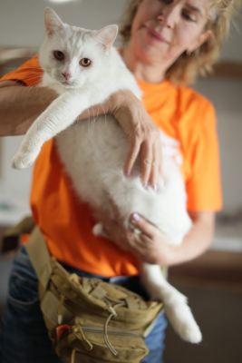 Взять кота Сахар из приюта в дар #1784321736 Бирюлево