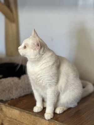 Взять кота Сахар из приюта в дар #458897640 Бирюлево
