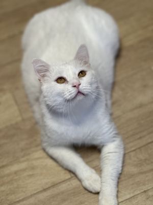 Взять кота Сахар из приюта в дар #45164083 Бирюлево