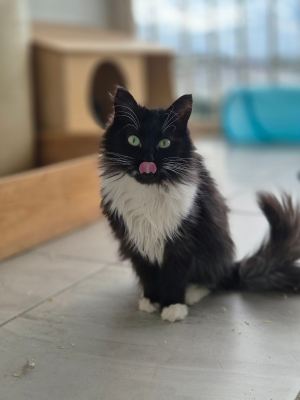 Взять кошку Глория из приюта в дар #493666563 Бирюлево