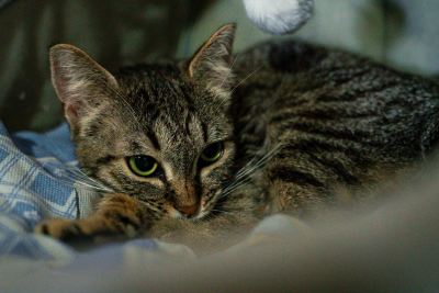 Взять кота Шпунтик из приюта в дар #308472699 Бирюлево