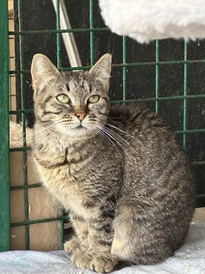 Взять кота Шпунтик из приюта в дар #1108057606 Бирюлево