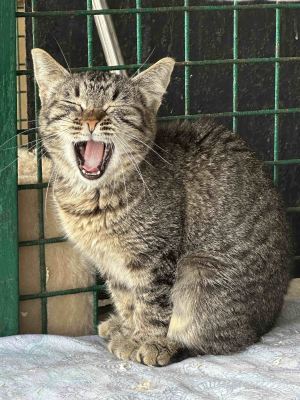 Взять кота Шпунтик из приюта в дар #807277361 Бирюлево