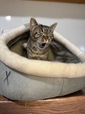 Взять кота Шпунтик из приюта в дар #635495591 Бирюлево