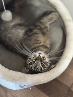 Взять кота Шпунтик из приюта в дар #1738727264 Бирюлево