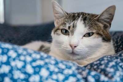 Взять кошку Совушка из приюта в дар в Бирюлево Взять кошку Совушка из приюта в дар #941508684 Бирюлево