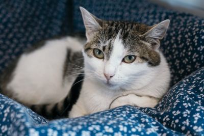 Взять кошку Совушка из приюта в дар в Бирюлево Взять кошку Совушка из приюта в дар #829117878 Бирюлево