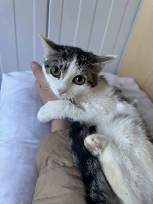 Взять кошку Совушка из приюта в дар в Бирюлево Взять кошку Совушка из приюта в дар #1375884966 Бирюлево