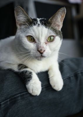 Взять кота Сырник из приюта в дар Бирюлево