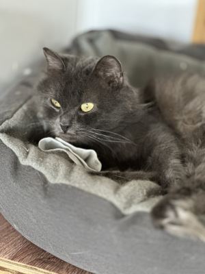 Взять кошку Тучка из приюта в дар в Бирюлево Взять кошку Тучка из приюта в дар #407705994 Бирюлево