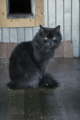 Взять кошку Тучка из приюта в дар в Бирюлево Взять кошку Тучка из приюта в дар #1938147699 Бирюлево