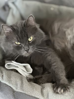 Взять кошку Тучка из приюта в дар в Бирюлево Взять кошку Тучка из приюта в дар #691913259 Бирюлево